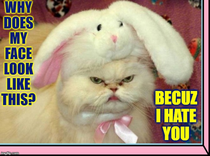 ...and I hate ribbons and the name Pinkie! | WHY
DOES
MY
FACE
LOOK
LIKE
THIS? BECUZ
I HATE
YOU | image tagged in vince vance,cats,costumes,angry cat,creepy easter bunny,memes | made w/ Imgflip meme maker