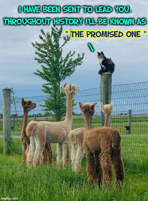 The Rise of The Promised One (formerly Polecat) | I HAVE BEEN SENT TO LEAD YOU. THROUGHOUT HISTORY I'LL BE KNOWN AS; " THE PROMISED ONE "; / | image tagged in vince vance,cats,alpaca,hail pole cat,memes,history | made w/ Imgflip meme maker