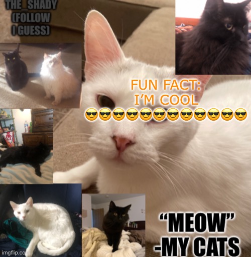 The_shady cat temp | FUN FACT: I’M COOL 😎😎😎😎😎😎😎😎😎😎😎😎 | image tagged in the_shady cat temp,cool | made w/ Imgflip meme maker