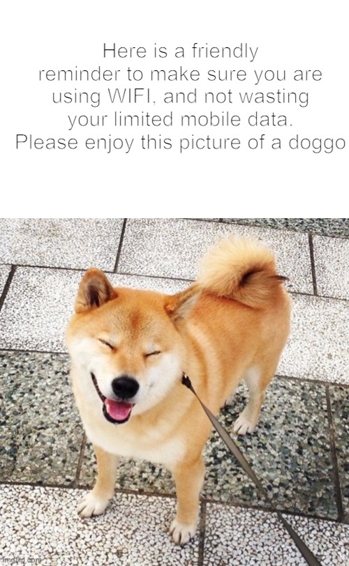 don't use all your data | Here is a friendly reminder to make sure you are using WIFI, and not wasting your limited mobile data. Please enjoy this picture of a doggo | image tagged in doggo | made w/ Imgflip meme maker