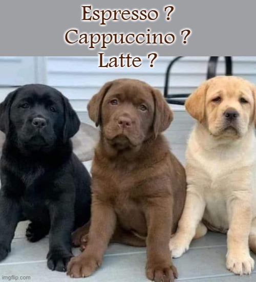 Bean Dogs ! | Espresso ?
Cappuccino ?
Latte ? | image tagged in coffee addict | made w/ Imgflip meme maker
