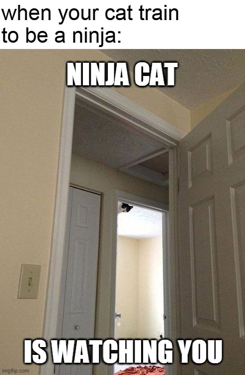 neenja | when your cat train
to be a ninja:; NINJA CAT; IS WATCHING YOU | image tagged in ninja,cats | made w/ Imgflip meme maker