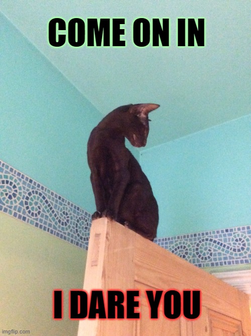 Door greeter | COME ON IN; I DARE YOU | image tagged in cats,greetings,open door,i dare you,funny cats,animals | made w/ Imgflip meme maker