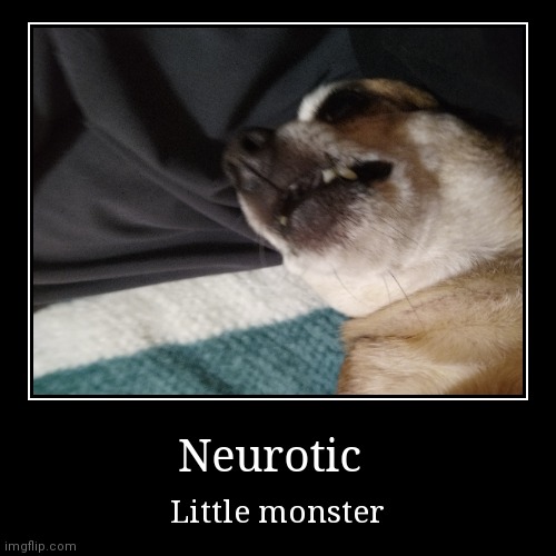My dog broke | Neurotic | Little monster | image tagged in funny,demotivationals | made w/ Imgflip demotivational maker
