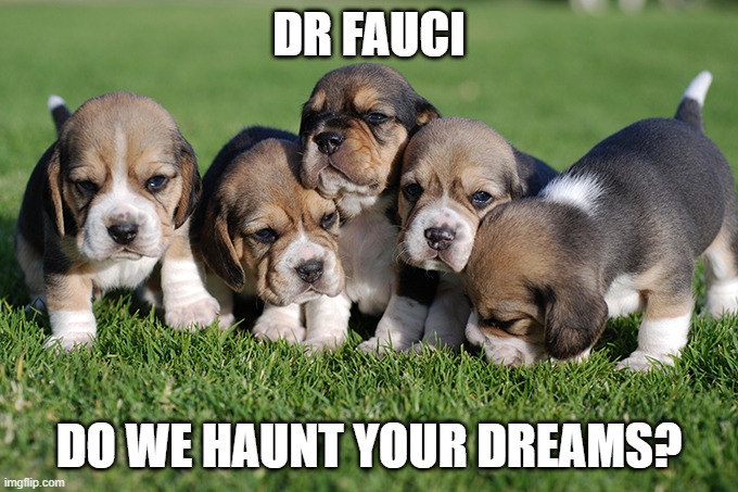 Gain of fido | DR FAUCI; DO WE HAUNT YOUR DREAMS? | image tagged in tomoliver21,fauci | made w/ Imgflip meme maker