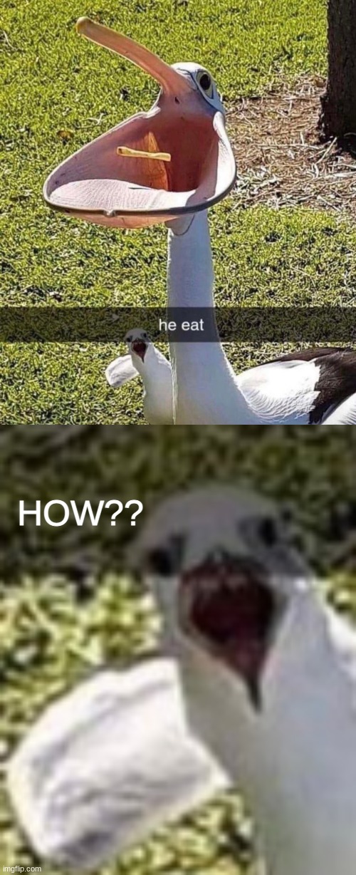 lol seagull be like :0 | HOW?? | image tagged in seagull,pelican,eating,im back | made w/ Imgflip meme maker