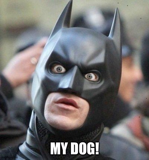 Shocked Batman | MY DOG! | image tagged in shocked batman | made w/ Imgflip meme maker