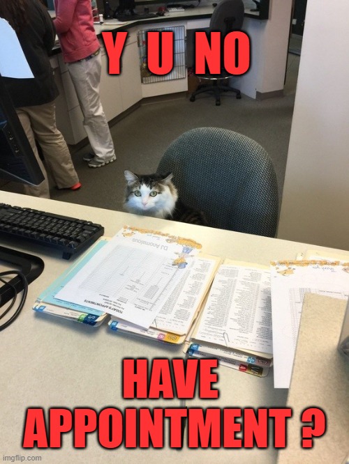 Answer to the cat | Y  U  NO; DJ Anomalous; HAVE  APPOINTMENT ? | image tagged in cats,secretary,funny cats,work life,animals to humans | made w/ Imgflip meme maker