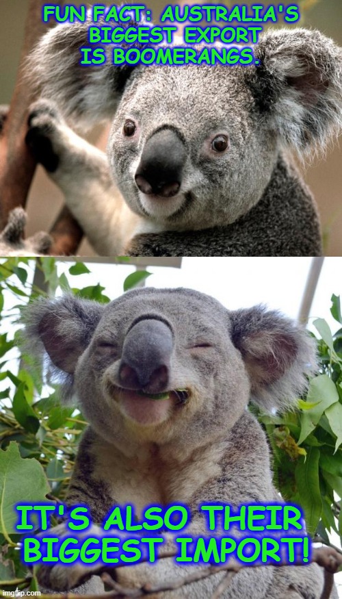 Koala Joke | FUN FACT: AUSTRALIA'S
 BIGGEST EXPORT
 IS BOOMERANGS. IT'S ALSO THEIR
 BIGGEST IMPORT! | image tagged in koala,smug koala | made w/ Imgflip meme maker