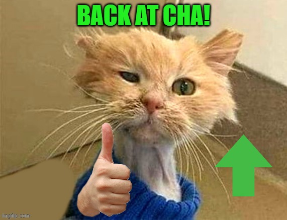 thumb cat | BACK AT CHA! | image tagged in thumb cat | made w/ Imgflip meme maker