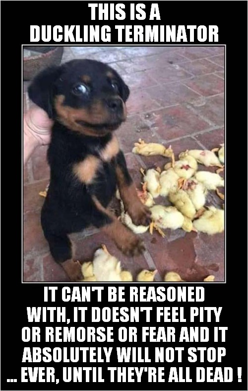 A Killer Dog ! | THIS IS A DUCKLING TERMINATOR; IT CAN'T BE REASONED WITH, IT DOESN'T FEEL PITY OR REMORSE OR FEAR AND IT ABSOLUTELY WILL NOT STOP ... EVER, UNTIL THEY'RE ALL DEAD ! | image tagged in dogs,duckling,terminator,dark humour | made w/ Imgflip meme maker