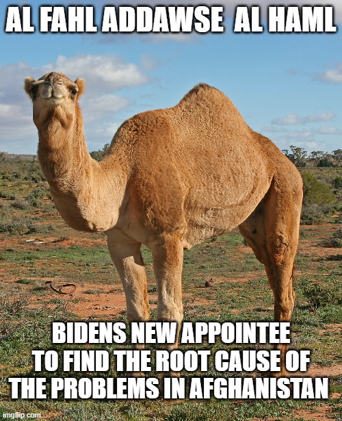 Afghanistan appointee | AL FAHL ADDAWSE  AL HAML; BIDENS NEW APPOINTEE TO FIND THE ROOT CAUSE OF THE PROBLEMS IN AFGHANISTAN | image tagged in joe biden,afghanistan,camel | made w/ Imgflip meme maker