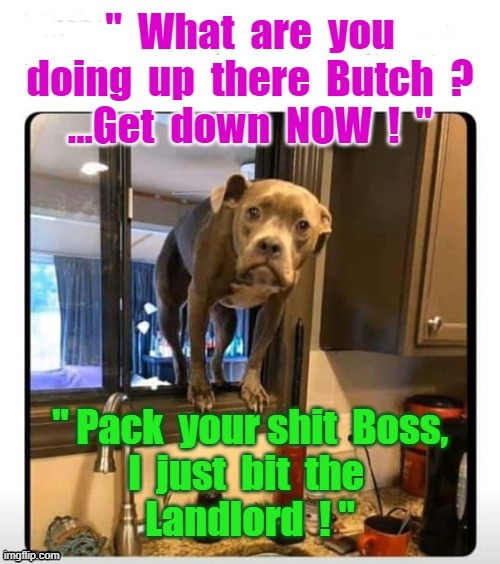 "Get down Butch !" | image tagged in does your dog bite | made w/ Imgflip meme maker