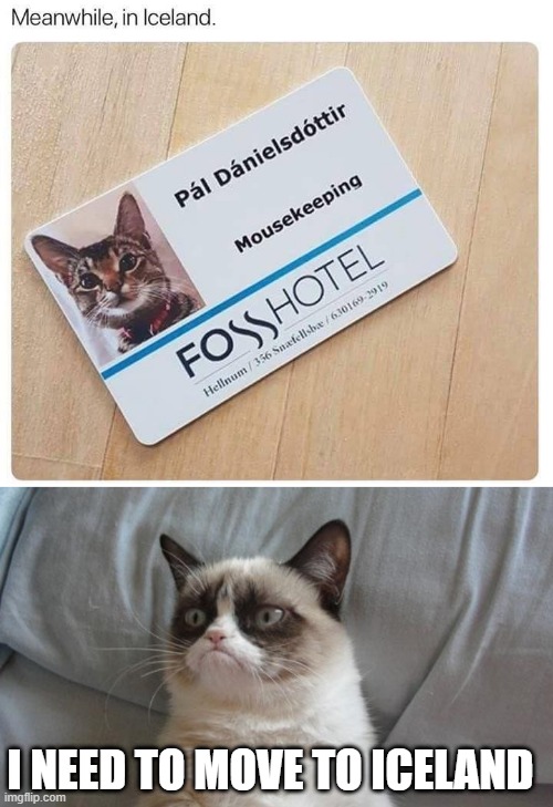 THE PURRFECT JOB | I NEED TO MOVE TO ICELAND | image tagged in memes,grumpy cat bed,cats,funny cats | made w/ Imgflip meme maker