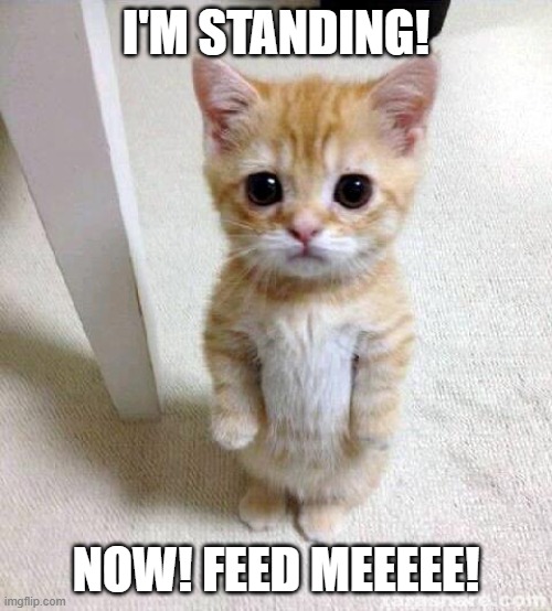 Wengies Cats be like: | I'M STANDING! NOW! FEED MEEEEE! | image tagged in memes,cute cat | made w/ Imgflip meme maker