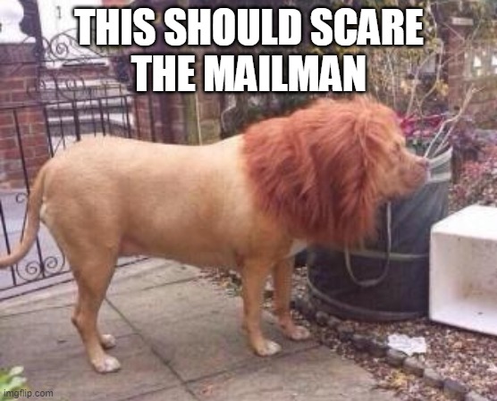 woof i mean roar | THIS SHOULD SCARE
THE MAILMAN | image tagged in dogs,lion | made w/ Imgflip meme maker