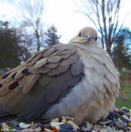 chonkers | made w/ Imgflip meme maker