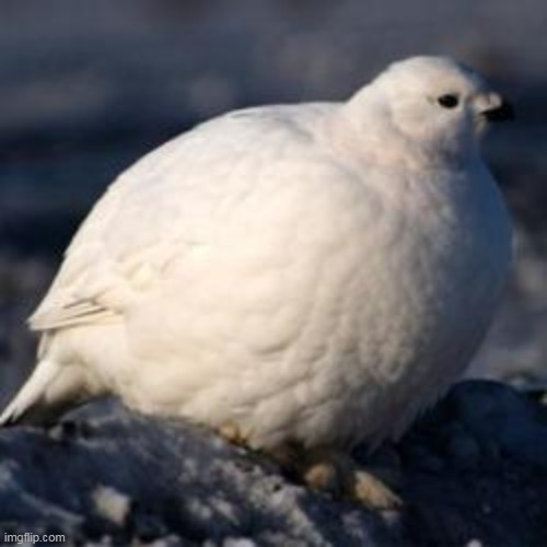 living cloud | made w/ Imgflip meme maker