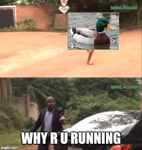 Why are you running | WHY R U RUNNING | image tagged in why are you running | made w/ Imgflip meme maker