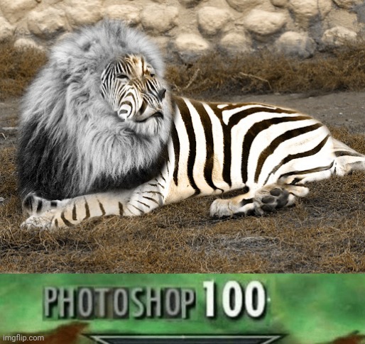 Zebra lion photoshop | image tagged in photoshop 100,zebra,lion,photoshop,funny,memes | made w/ Imgflip meme maker