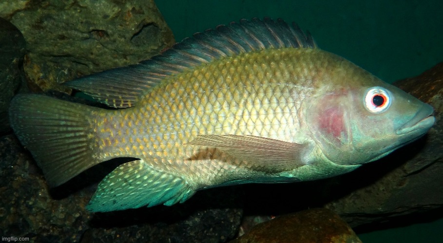 Fish | image tagged in demisexual_sponge | made w/ Imgflip meme maker
