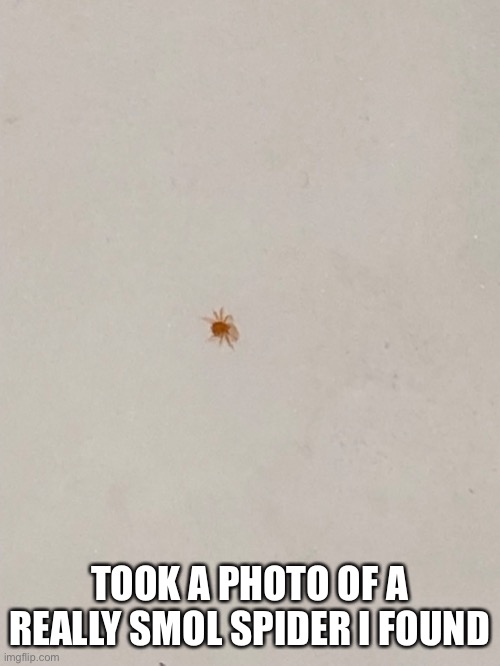 Also helo. I was taking a break but now I’m bacc. | TOOK A PHOTO OF A REALLY SMOL SPIDER I FOUND | made w/ Imgflip meme maker