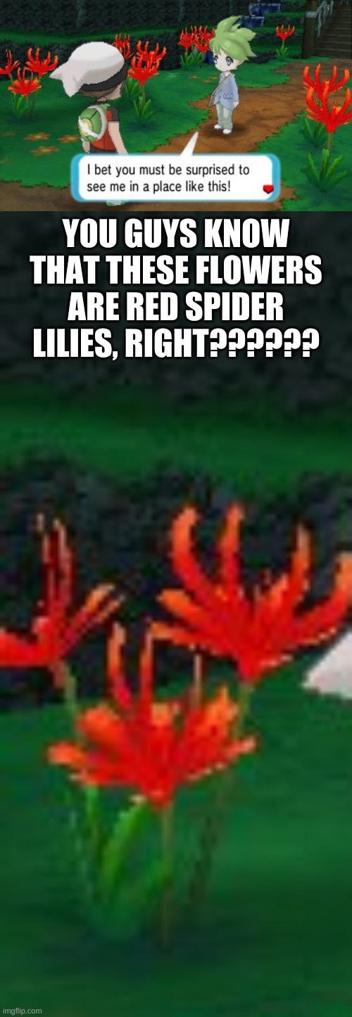 and I think a lot of us know what Red Spider Lillies mean in Japan.... | YOU GUYS KNOW THAT THESE FLOWERS ARE RED SPIDER LILIES, RIGHT?????? | image tagged in noooooooooooooooooooooooo,death,pokemon | made w/ Imgflip meme maker