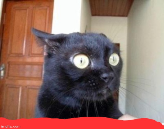 Scared Cat | image tagged in scared cat | made w/ Imgflip meme maker