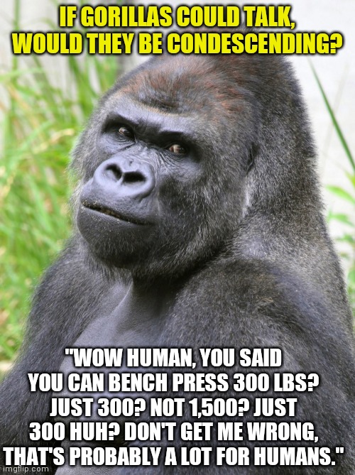 If apes could speak... |  IF GORILLAS COULD TALK, WOULD THEY BE CONDESCENDING? "WOW HUMAN, YOU SAID YOU CAN BENCH PRESS 300 LBS? JUST 300? NOT 1,500? JUST 300 HUH? DON'T GET ME WRONG, THAT'S PROBABLY A LOT FOR HUMANS." | image tagged in gorilla,strength,how rude | made w/ Imgflip meme maker