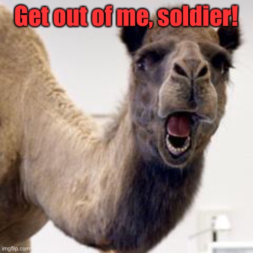 Camel | Get out of me, soldier! | image tagged in camel | made w/ Imgflip meme maker