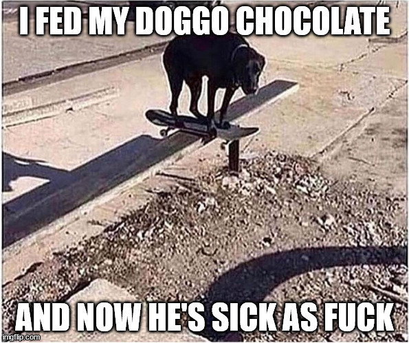 I FED MY DOGGO CHOCOLATE AND NOW HE'S SICK AS FUCK | made w/ Imgflip meme maker