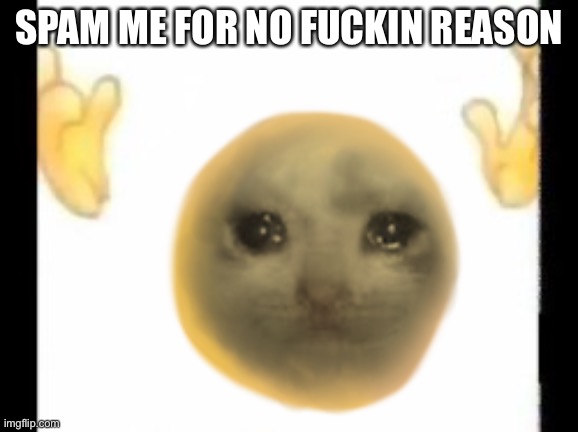 Cursed crying cat emoji | SPAM ME FOR NO FUCKIN REASON | image tagged in cursed crying cat emoji | made w/ Imgflip meme maker