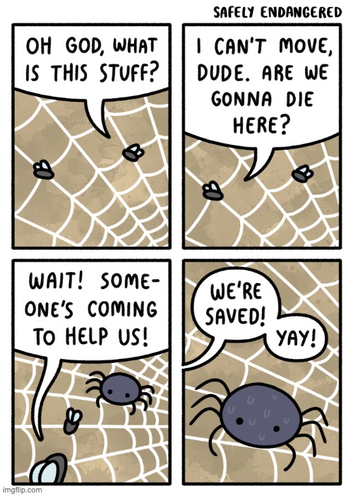 Spider: ''should I eat them or not?!'' | image tagged in spiders,comics,flies | made w/ Imgflip meme maker