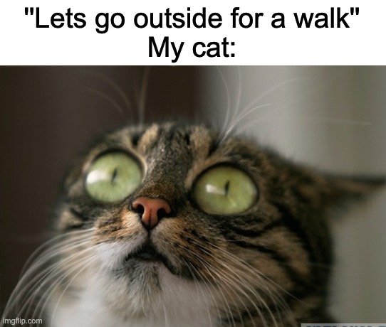 Trauma cat | ''Lets go outside for a walk''
My cat: | image tagged in trauma cat,cats,scared | made w/ Imgflip meme maker