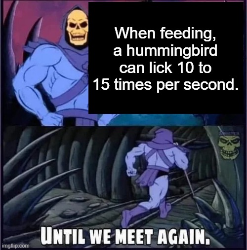 Until we meet again. | When feeding, a hummingbird can lick 10 to 15 times per second. | image tagged in until we meet again | made w/ Imgflip meme maker