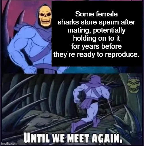 Until we meet again. | Some female sharks store sperm after mating, potentially holding on to it for years before they’re ready to reproduce. | image tagged in until we meet again | made w/ Imgflip meme maker