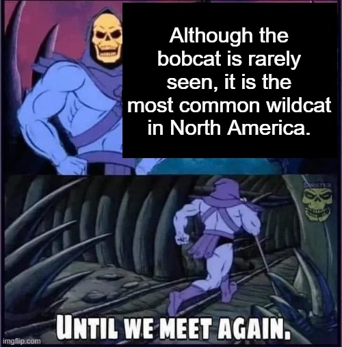 Until we meet again. | Although the bobcat is rarely seen, it is the most common wildcat in North America. | image tagged in until we meet again | made w/ Imgflip meme maker