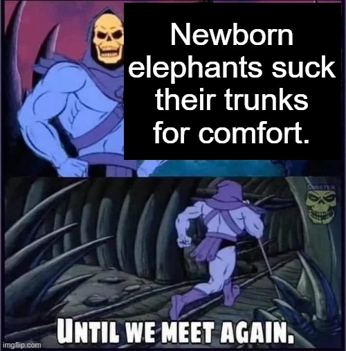 Until we meet again. | Newborn elephants suck their trunks for comfort. | image tagged in until we meet again | made w/ Imgflip meme maker