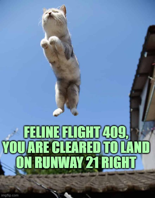 What's your vector, Victor? | FELINE FLIGHT 409,
YOU ARE CLEARED TO LAND
ON RUNWAY 21 RIGHT | image tagged in cats,airplane,jumping,funny cat,animals,airport | made w/ Imgflip meme maker
