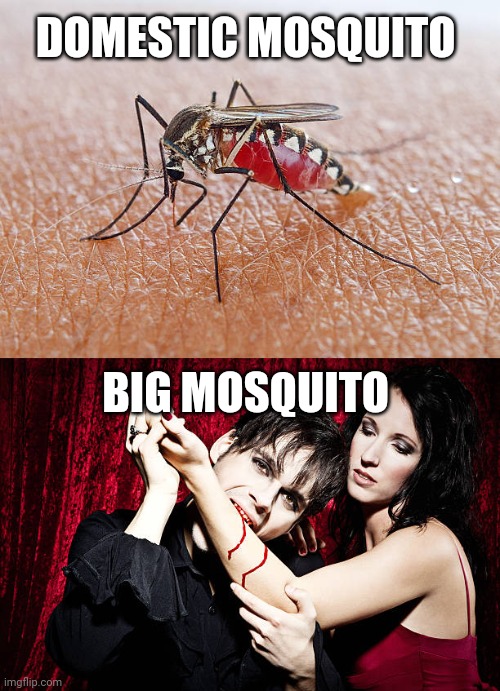 Mosquito | DOMESTIC MOSQUITO; BIG MOSQUITO | image tagged in mosquito,vampire | made w/ Imgflip meme maker
