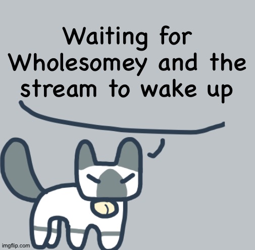 Cat | Waiting for Wholesomey and the stream to wake up | image tagged in cat | made w/ Imgflip meme maker