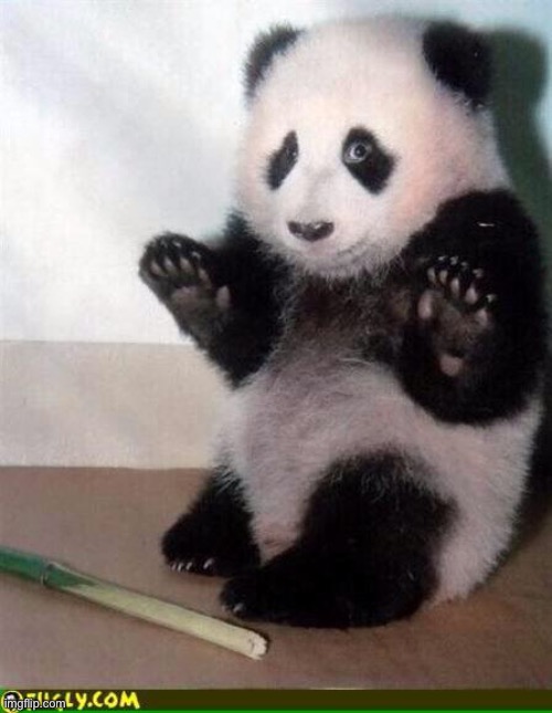 Sexual harassment panda | image tagged in sexual harassment panda | made w/ Imgflip meme maker