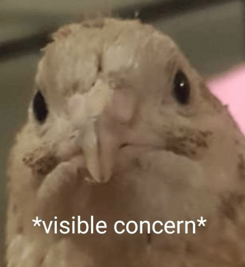 visible concern bird Blank Meme Template