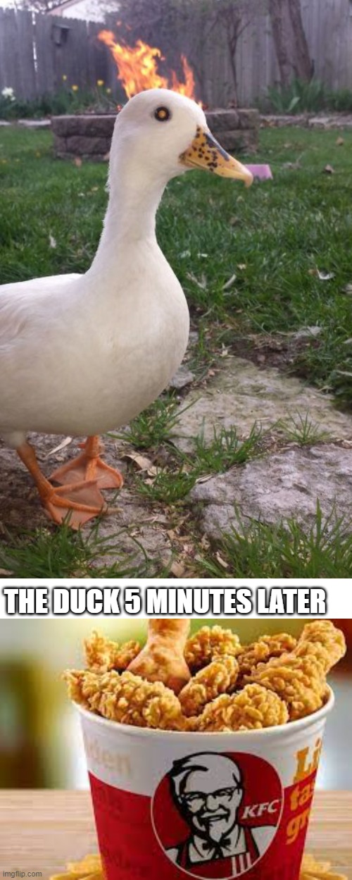 THE DUCK 5 MINUTES LATER | image tagged in memes,blank transparent square,blank white template | made w/ Imgflip meme maker