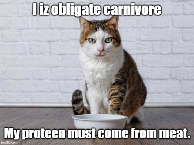 I iz obligate carnivore My proteen must come from meat. | made w/ Imgflip meme maker