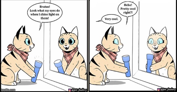when you are duped into thinking your reflection is responding to you | image tagged in funny,comics/cartoons,cats,animals,reflection | made w/ Imgflip meme maker