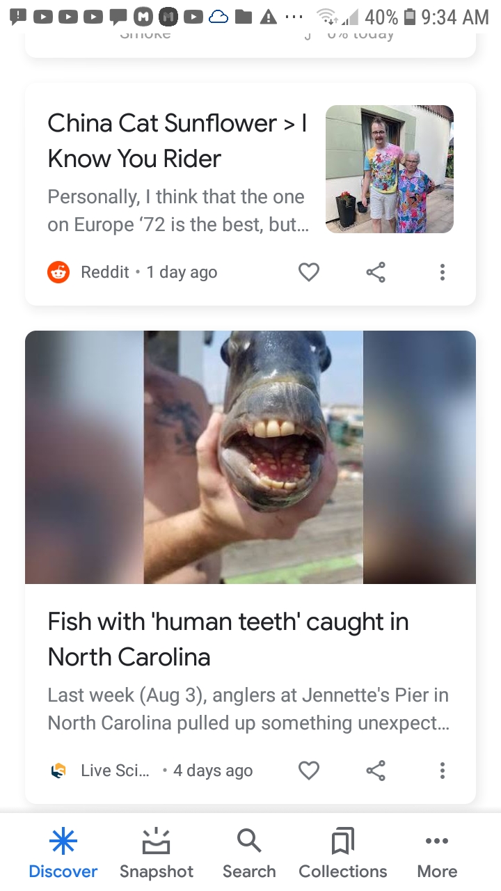 China Cat Human Teeth Fish News Duo Blank Meme Template