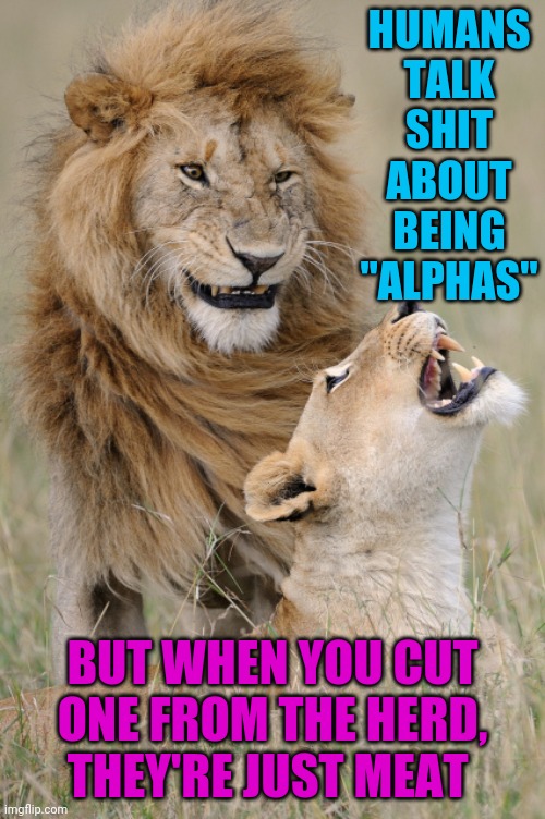 All the talk about alphas and dominance is small minded garbage | HUMANS TALK SHIT ABOUT BEING "ALPHAS"; BUT WHEN YOU CUT ONE FROM THE HERD, THEY'RE JUST MEAT | image tagged in plotting lions | made w/ Imgflip meme maker