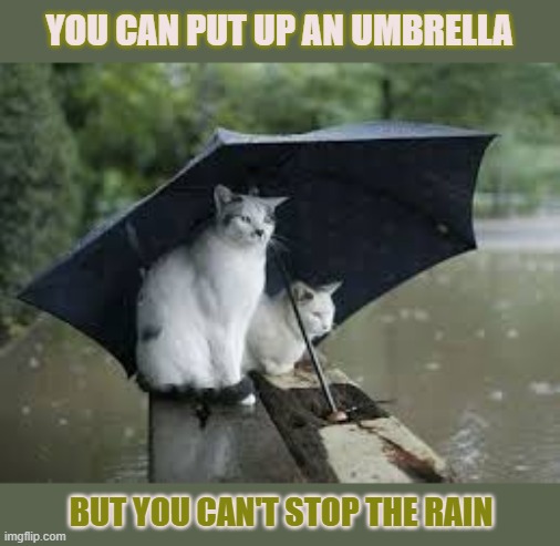This #lolcat wonders why humans often try to prevent the inevitable | YOU CAN PUT UP AN UMBRELLA; BUT YOU CAN'T STOP THE RAIN | image tagged in lolcat,rain,umbrella,faith | made w/ Imgflip meme maker