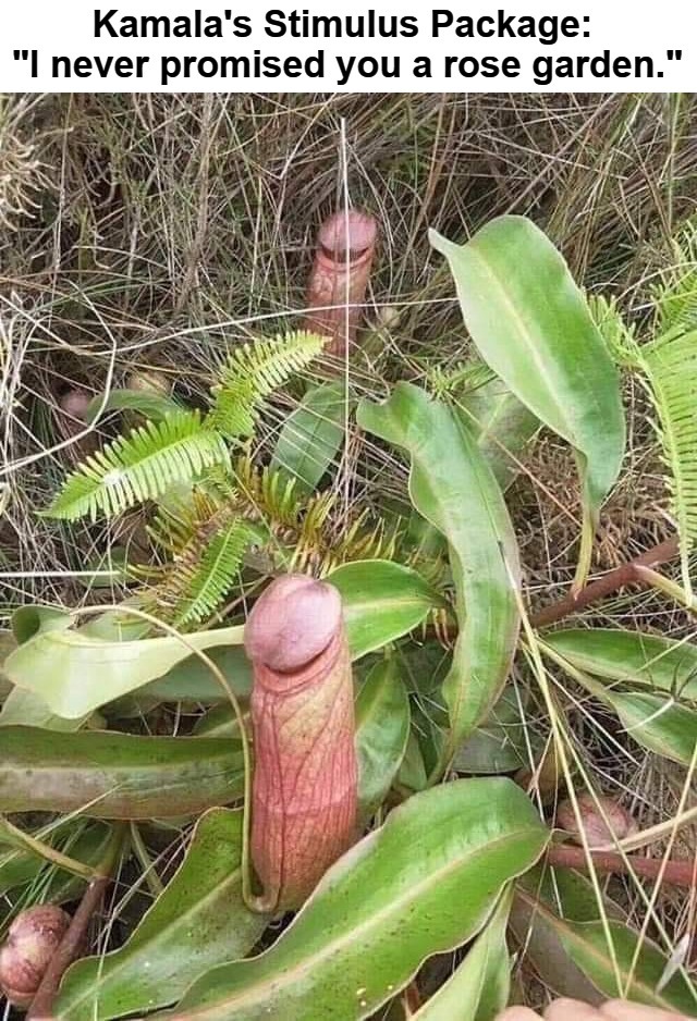 Kamala's Stimulus Package | image tagged in nepenthes plant,kamala harris,americas first ho,hohoho,cock rooster,dick pic | made w/ Imgflip meme maker